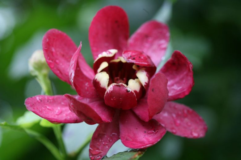 Calycanthus 'Aphrodite', Carolina Allspice 'Aphrodite', Sweetshrub 'Aphrodite', Strawberry-Bush 'Aphrodite', Sweet Bubby 'Aphrodite', Sweet Betsy 'Aphrodite, Spicebush 'Aphrodite', Flowering shrub