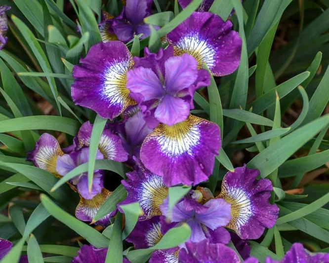 Siberian Iris Jewelled Crown, Iris Sibirica Jewelled Crown, Siberian flag Jewelled Crown, Purple Flowers, Purple Iris, Purple Siberian iris