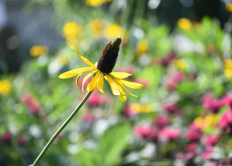Rudbeckia maxima, Giant Coneflower, Great Coneflower, Giant Brown-eyed Susan, Cabbage Coneflower, Tall Coneflower, Tall Rudbeckia