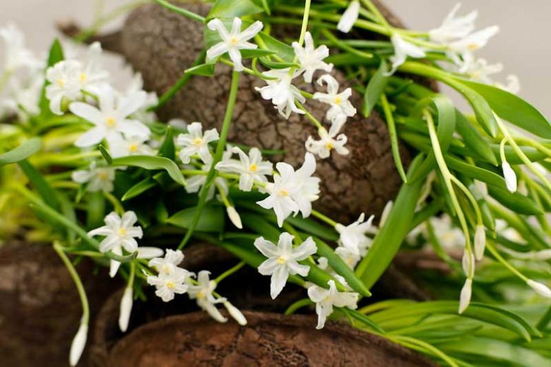 Chionodoxa Alba, Glory of the Snow Alba, Chionodoxa forbesii, Chionodoxa Luciliae, Chionodoxa Gigantea, Spring bulbs, Early Spring bloom, Late winter bloom