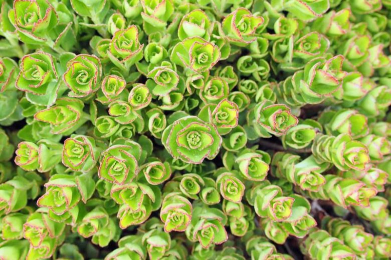 Sedum tetractinum 'Coral Reef', Chinese Stonecrop 'Coral Reef', Chinese Sedum 'Coral Reef', Evergreen Succulent, Evergreen Sedum, Groundcover Sedum