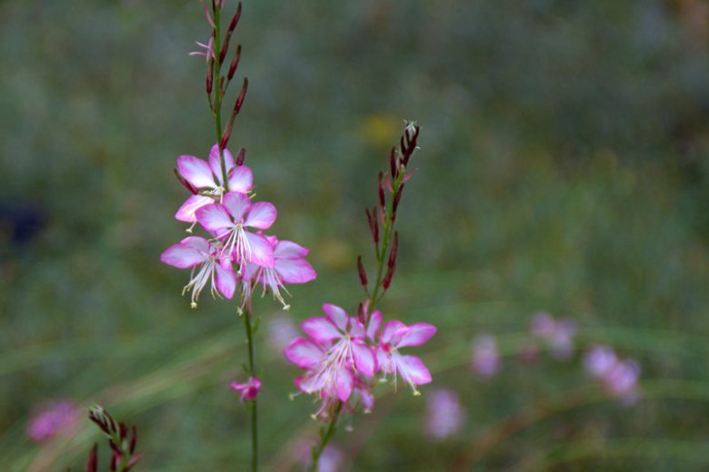 Gaura lindheimeri 'Rosy Jane, Rosy Jane Appleblossom Grass, Rosy Jane Wandflower, Rosy Jane Beeblossom, Gaura lindheimeri 'Rosyjane', Gaura lindheimeri 'Harrosy', Oenothera lindheimeri 'Harrosy', Oenothera lindheimeri Rosyjane, drought tolerant perennials, Pink Gaura, Pink flowers, deer tolerant flowers