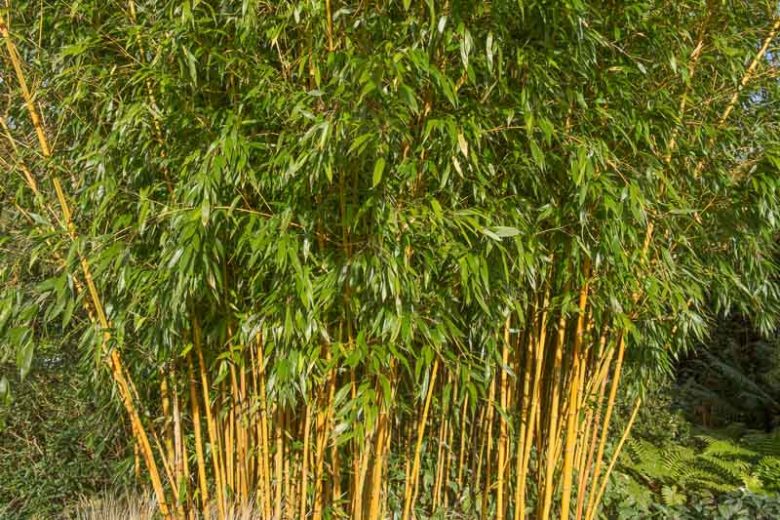 Phyllostachys vivax f. aureocaulis, Golden Chinese Timber Bamboo, Phyllostachys aureocaulis, Phyllostachys vivax 'Aureocaulis', Running Bamboo, Evergreen Bamboo, Shade plants, shade perennial, plants for shade, plants for wet soil