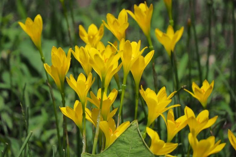 Zephyranthes citrina, Rain Lily, Peruvian Swamp Lily, Sea Onion, Summer Crocus,  Zephyr Lily, Yellow flowers