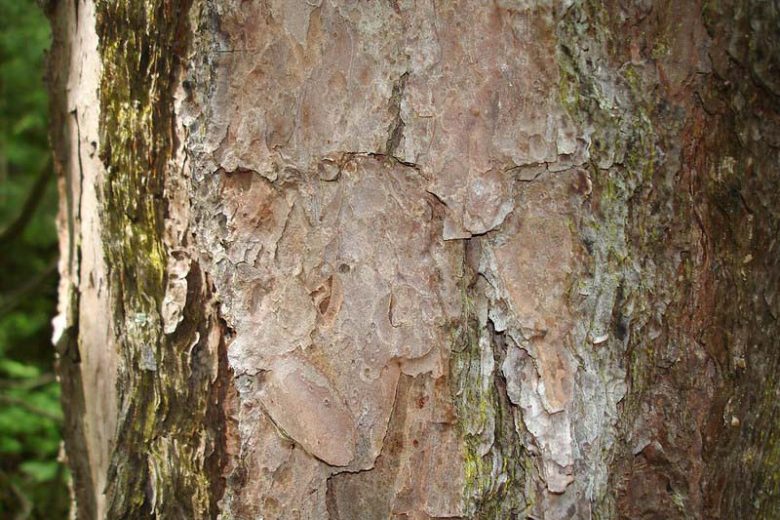 Pinus echinata, Shortleaf Pine, Shortleaf Yellow Pine, Southern Yellow Pine, Yellow Pine, Shortstraw Pine, Arkansas Pine, Longtag Pine, Spruce Pine, Evergreen Tree, Conifer