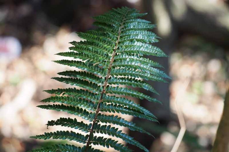 Polystichum polyblepharum, Japanese Lace Fern, Japanese Tassel Fern, Tassel Fern, Bristle Fern, Evergreen Fern, Shade plants, shade perennial, plants for shade