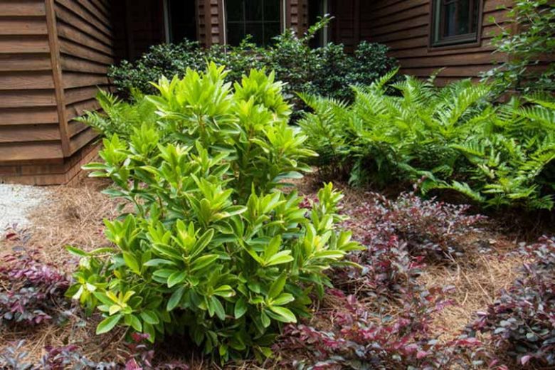 Illicium parviflorum BananAppeal, Small Anise BananAppeal, Small Anise Tree BananAppeal, Illicium parviflorum 'PIIIP-I'