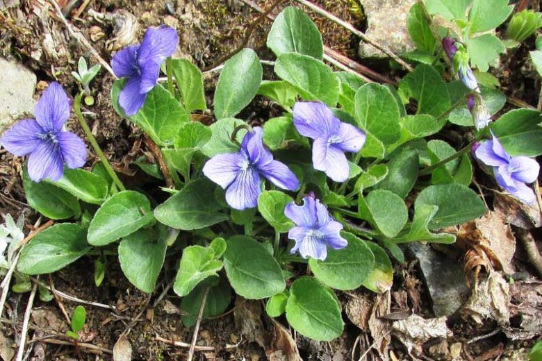 Viola adunca,Hooked-Spur Violet, Western Blue Violet, Western Dog Violet, Early Blue Violet, Sand Violet, Shade plants, shade perennial, violet flowers, plants for shade