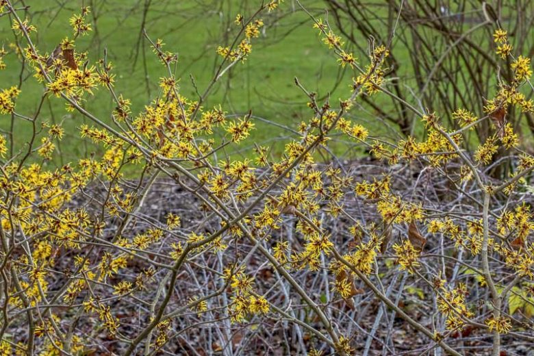 Hamamelis mollis 'Jermyns Gold', Witch Hazel 'Jermyns Gold', Chinese Witch Hazel 'Jermyns Gold', Yellow Flowers, Yellow Witch Hazel,