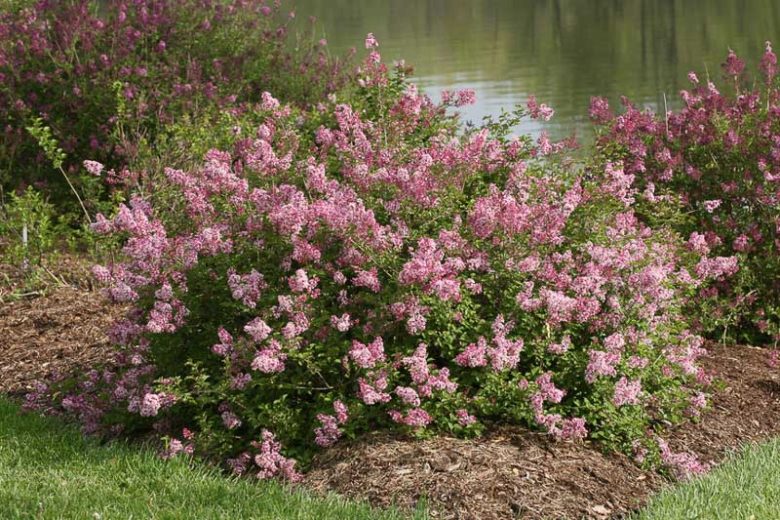 Syringa vulgaris Scent and Sensibility™ Pink,Syringa Scent and Sensibility™ Pink, Lilac Scent and Sensibility™, Bicolor Lilac, Pink lilac, Fragrant Lilac
