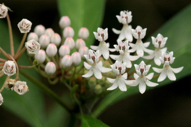 Asclepias perennis, Aquatic Milkweed, White Milkweed, Swamp Milkweed, White flowers, White Asclepias