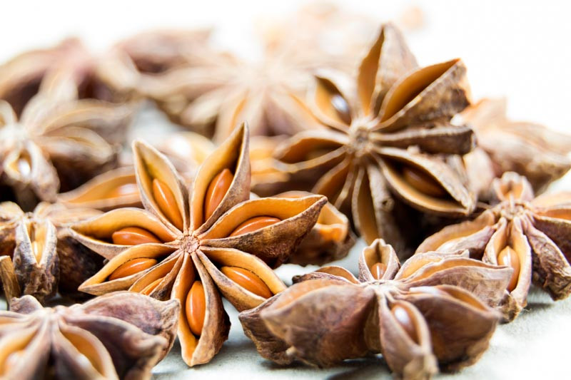 Illicium, Star Anise, Anise Shrub, Anise Tree, Japanese Anise, Illicium anisatum, Florida Anise, Illicium floridanum, Small Anise Tree, Illicium parviflorum, Fragrant Shrubs, Evergreen Shubs