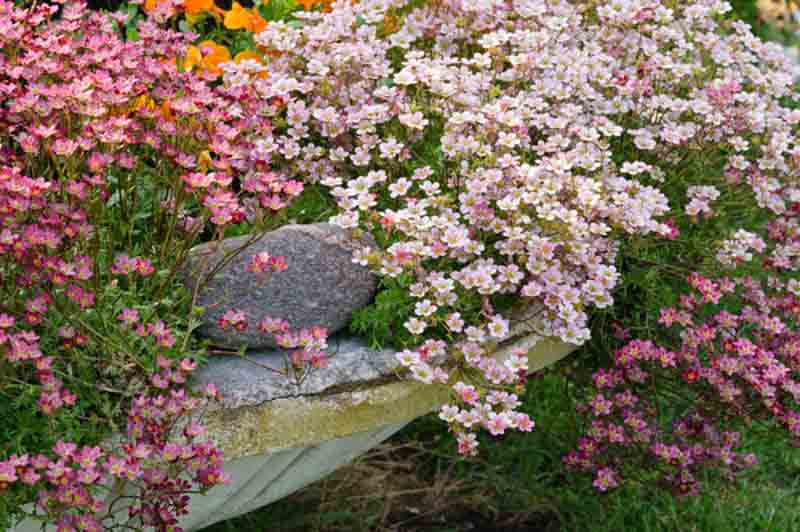 Saxifraga, Saxifrage, Rockfoil, Saxifraga virginiensis, Saxifraga pennsylvanica, Saxifraga oregana, Saxifraga callosa, Saxifraga cotyledon, Saxifraga granulata, Saxifraga stolonifera, strawbe