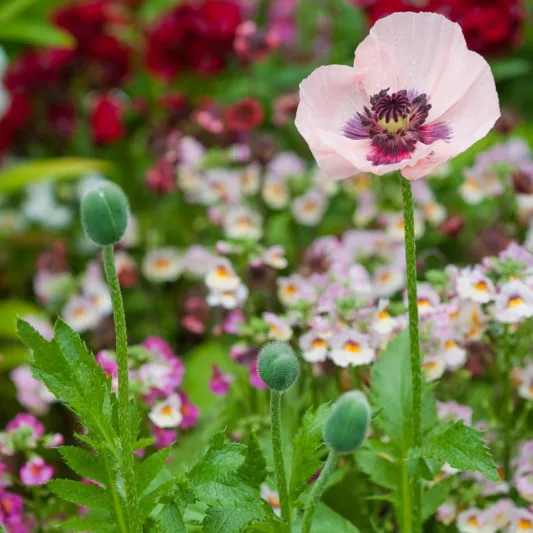Papaver Orientale 'Karine', Oriental Poppy 'Karine', Pink Poppy, Pink Flower, Pink Papaver, Pink Orientale Poppy