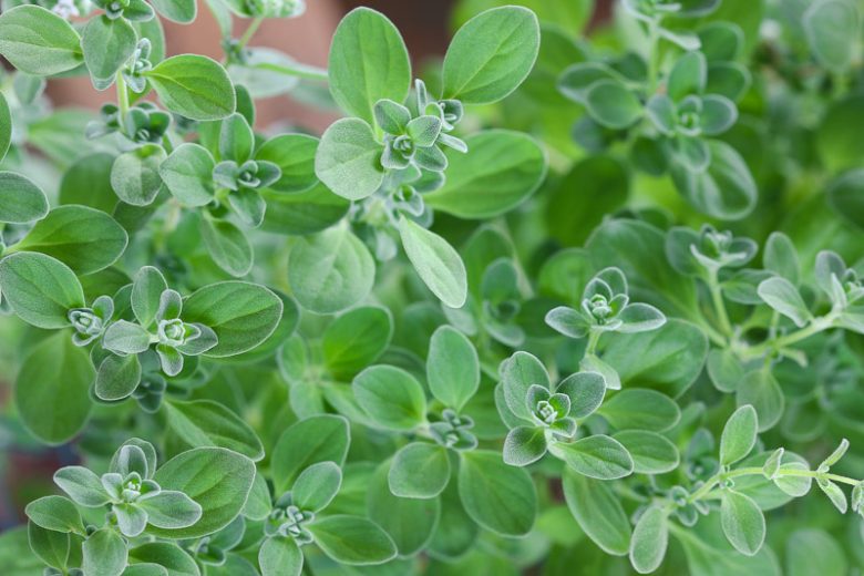 Origanum majorana, Sweet Marjoram, Garden Marjoram, Knotted Marjoram, Pot Marjoram