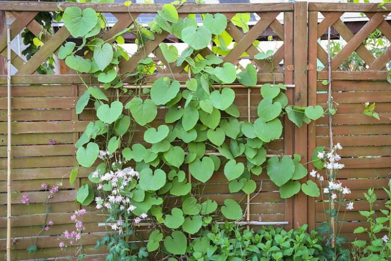 Aristolochia macrophylla, Pipevine, Dutchman's Pipe, Aristolochia durior, Isotrema macrophyllum, Perennial Vines