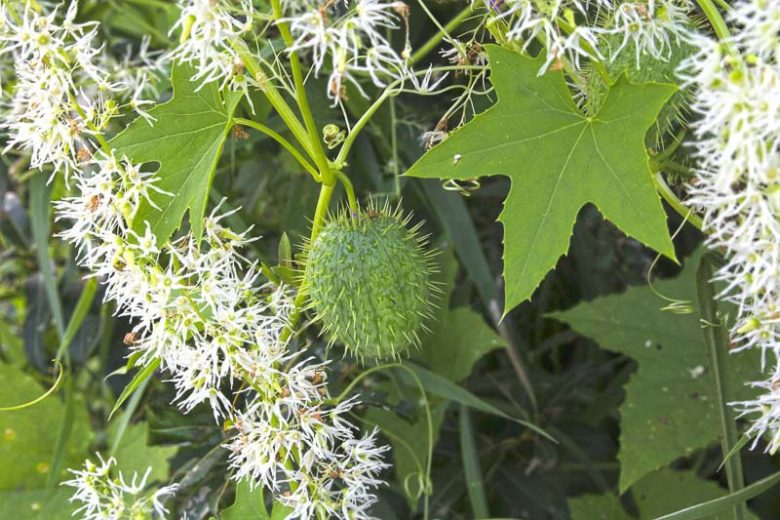 Echinocystis lobata, Wild Cucumber, Wild Cucumber, Balsam Apple, Californian Cucumber, Canadian Mock Apple, Mock Cucumber, Prickly Cucumber, Wild Balsam Apple,White Flowers