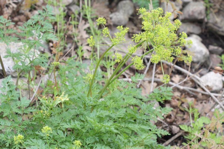 Lomatium dissectum, Fernleaf Biscuitroot, Fernleaf Desert-Parsley,Carrotleaf, Biscuitroot, Chocolate Tips, Fernleaf Desert-Parsley, Giant Lomatium, Lace-Leaved Leptotaenia, Wild Carrot, Yellow Flowers