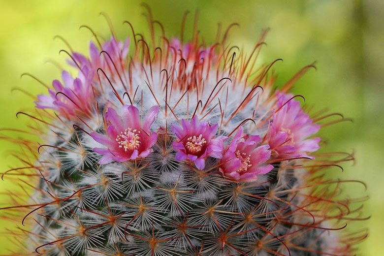 Mammillaria bombycina, Silken Pincushion, Chilita bombycina, Ebnerella bombycina, Escobariopsis bombycina,Neomammillaria bombycina, Small Succulents, Small Cactus