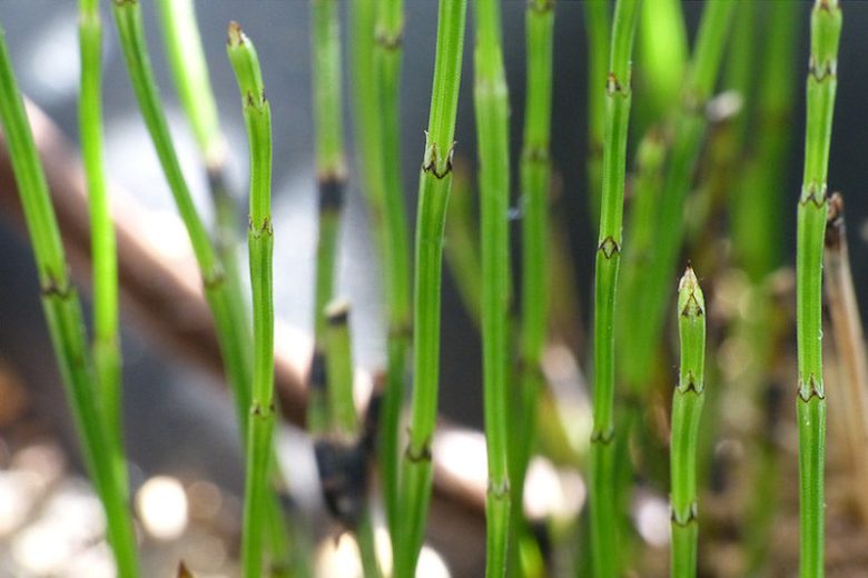 Equisetum scirpoides, Dwarf Scouring Rush, Dwarf Horsetail Rush, Aquatic Plants, Marginal Aquatics