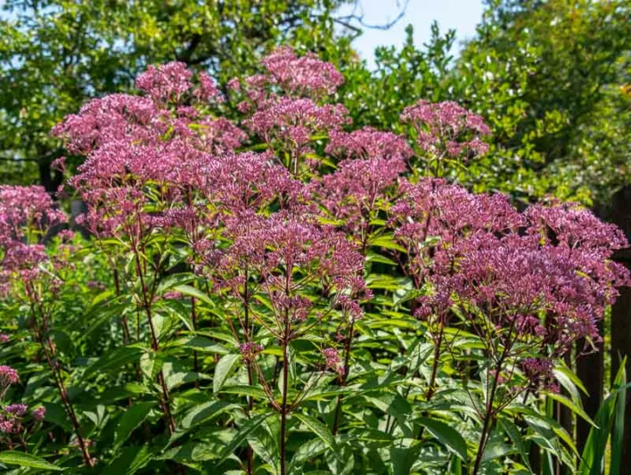 Eutrochium purpureum, Sweet-Scented Joe Pye Weed, Purple Joepyeweed, Sweet-scented Joepyeweed, Sweet Joepyeweed,  Eupatorium purpureum