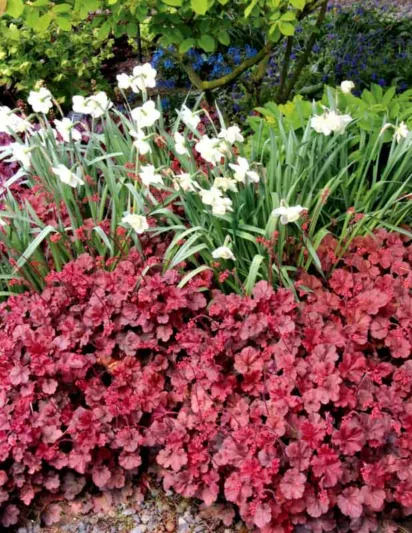 Heuchera 'Cherry Cola', Coral Bells 'Cherry Cola', Alum Root 'Cherry Cola', Coral Flower 'Cherry Cola', Shade plants, Evergreen plants, Red Heuchera, Red Coral Bells, Red Alum Root