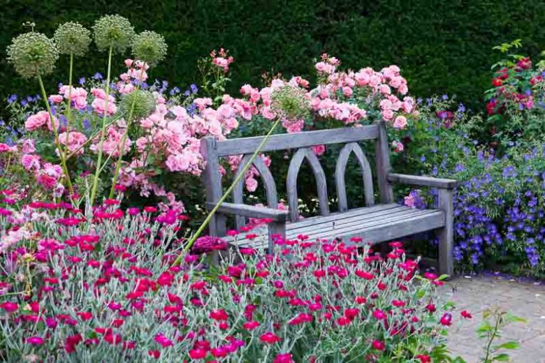Lychnis Coronaria, Rose Campion, Rabbit's Ears, Crown Pink, Mullein Pink, Dry soil plant, deer resistant plant, AGM plant