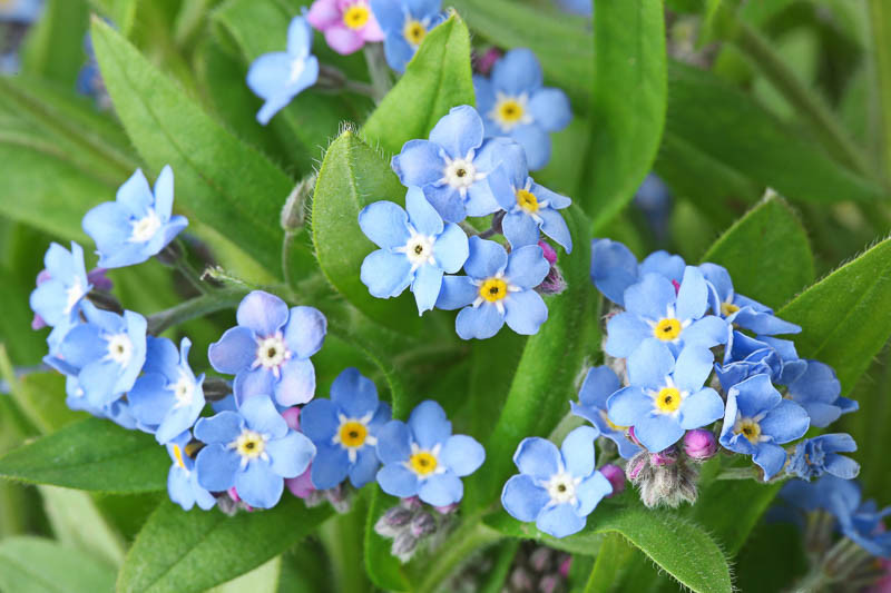 Myosotis, Forget-Me-Not, water forget-me-not, garden forget-me-not, Blue Flowers, Spring Flowers