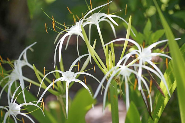 Hymenocallis latifolia, Perfumed Spider Lily, Perfumed Spiderlily, Fragrant flowers, Florida Native Plants, Florida Native Flowers, White Flowers