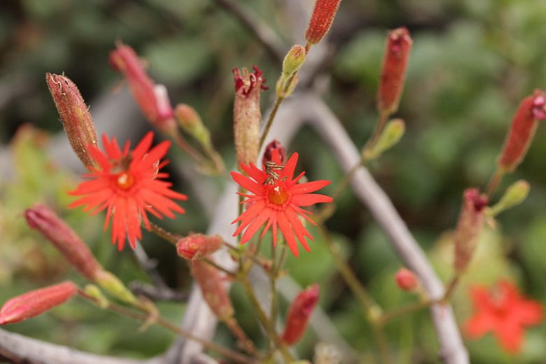 Silene laciniata, Cardinal Catchfly, Southern Indian Pink, Mexican Campion, Catchfly, Red flowers, Drought tolerant plants, California Native Plants, California Native Perennials