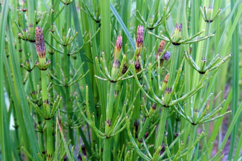 Equisetum fluviatile, Water Horsetail, Smooth Horsetail, Equisetum fluviatile var. limosum, Equisetum limosum, Pond Plants, Aquatic Plants, Water Garden Plants