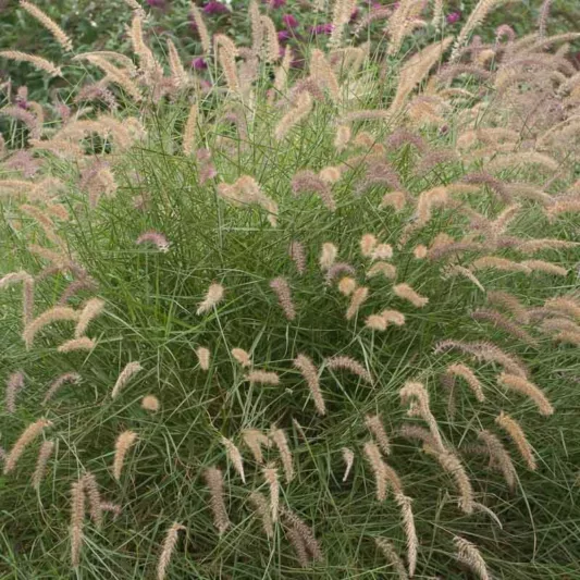 Pennisetum Orientale 'Karley Rose', Pennisetum Orientale, Oriental Fountain Grass 'Karley Rose'