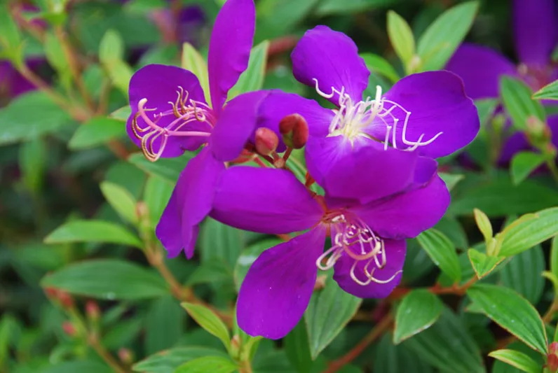 Tibouchina urvilleana, Princess Flower, Lasiandra, Purple Glory Bush, Pleroma, Purple Glory Tree, Flowering Shrub, Purple Flowers