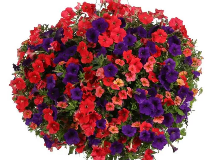 Petunia 'Supertunia Really Red', Supertunia Really Red Petunia, Mounding Petunia, Red Petunia, Red Flowers
