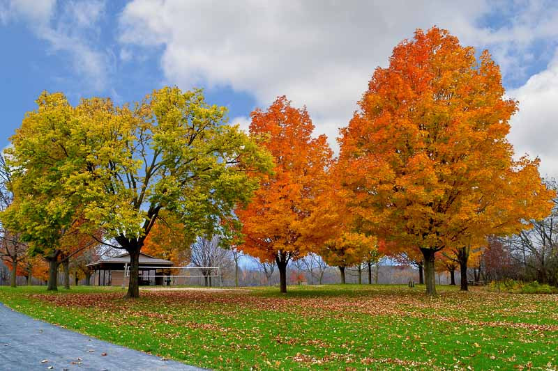 Autumn background with colorful trees changing leaves in Minnesota