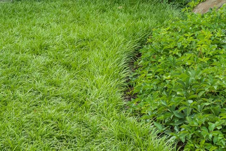 Liriope spicata, Lily Turf, Creeping Liriope, Liriope koreana, Purple flowers, Evergreen perennial