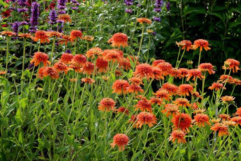 Echinacea Colorburst Orange, Colorburst Orange Echinacea, Coneflower Colorburst Orange, Orange coneflower, Orange coneflowers, Orange Echinacea, Orange Flowers, Orange Perennials