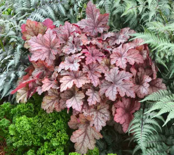 Heucherella 'Honey Rose', Foamy Bells 'Honey Rose, Shade plants, Evergreen perennials, Caramel Heucherella, Caramel Foamy Bells