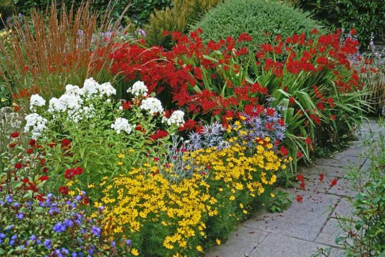 Coreopsis Verticillata, Threadleaf Coreopsis, Whorled Tickseed, Whorled Coreopsis, Drought tolerant plants, dry soil plants, heat tolerant plants, humidity tolerant plants, yellow flowers