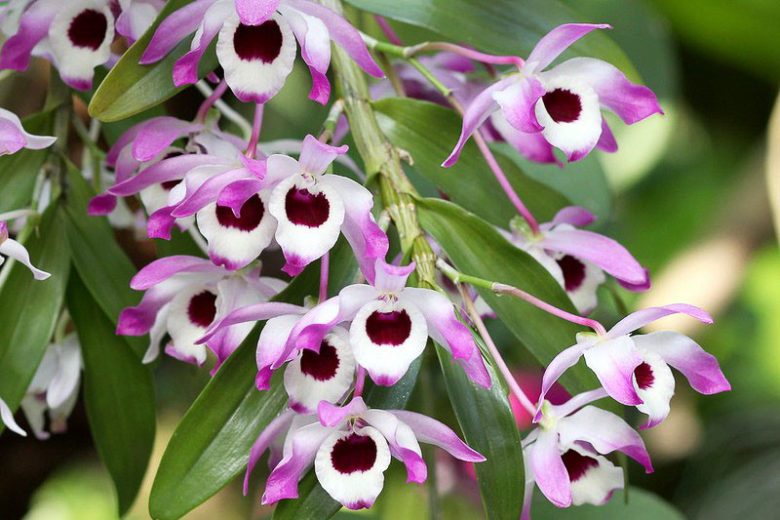 Dendrobium nobile, Noble Rock Orchid, Noble Dendrobium,  Purple Orchids, Easy Orchids, Easy to Grow Orchids