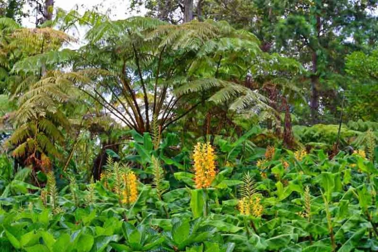 Hedychium gardnerianum, Kahili Ginger, Kahili Ginger Lily, Ginger Lily, Yellow Ginger Lily, Kahila Garland-Lily, Kahili Garland Lily, Perennial Plants, Perennial Flowers, Exotic Flowers