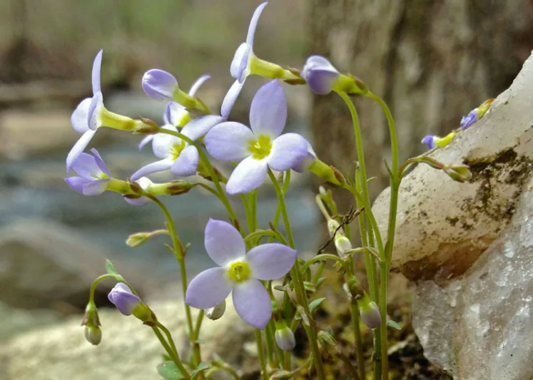Houstonia caerulea, Azure Bluet, Quaker Ladies, Bluets, Hedyotis caerulea, Blue flowers, Drought tolerant plants, Blue Ground Covers