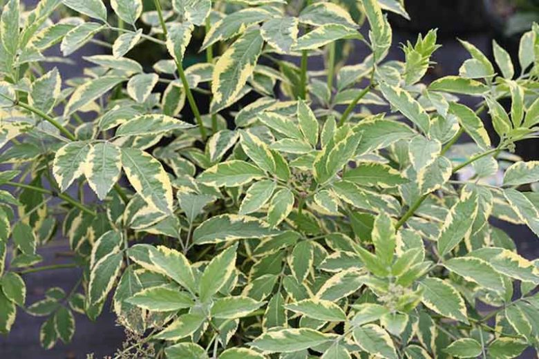 Sambucus nigra Instant Karma®, Elderberry Instant Karma®, Elder Instant Karma®, European Elder Instant Karma®, Black Elder Instant Karma®, Sambucus Instant Karma, Sambucus nigra 'Sanivalk', Variegated Elderberry