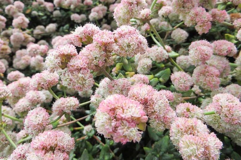 Eriogonum latifolium,  Seaside Buckwheat, Coast Buckwheat, Wild Buckwheat, California Native Plants, Oregon Native Plants, California Native Perennials, Oregon Native Perennials