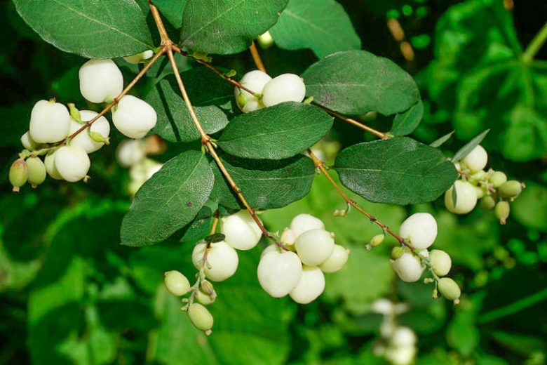 Symphoricarpos Albus, Common Snowberry, Snowberry, Waxberry, Symphoricarpos albus var. albus, Ice Apple, Symphoricarpos pauciflorus, Symphoricarpos racemosus, White Coralberry, White Snowberry,shrubs, fall color, white berries, shrub with berries