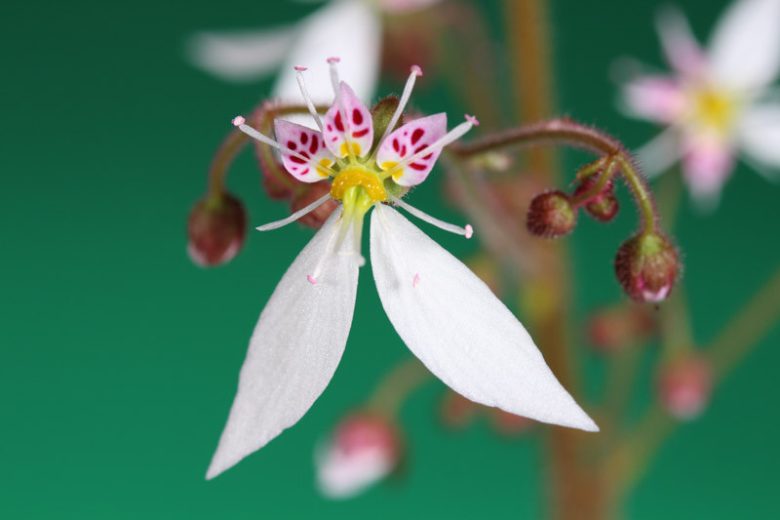Saxifraga stolonifera, Strawberry Begonia, Creeping Saxifrage, Strawberry Saxifrage, Mother of Thousands, Wandering Jew, Aaron's Beard , Groundcover, Evergreen Groundcover