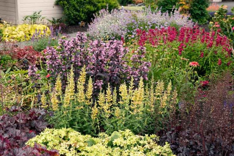 Hyssop POQUITO Butter Yellow, Dwarf Hummingbird Mint, Anise Hyssop 'TNAGAPBY', Hummingbird Mint 'TNAGAPBY', Dwarf Hyssop 'TNAGAPBY', Yellow Hyssop, Yellow Flowers, Yellow Hummingbird Mint