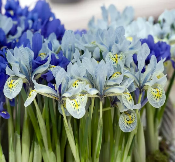 Iris 'Katharine Hodgkin', Dwarf Iris 'Katharine Hodgkin', Iris reticulata 'Katharine Hodgkin', Iris reticulata, Dwarf iris, Early spring Iris, Blue flowers, Blue iris