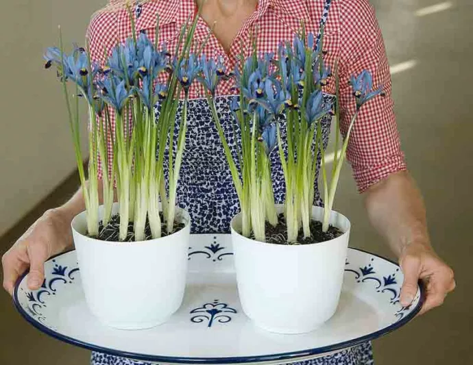 Iris 'Cantab', Dwarf Iris 'Cantab', Iris reticulata 'Cantab', Iris reticulata, Dwarf iris, Early spring Iris,Blue flowers, Blue iris