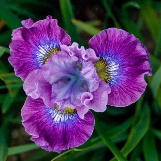 Siberian Iris Strawberry, Iris Siberica Strawberry Fair, Siberian flag Strawberry Fair, Purple flowers, Lavender Flowers, Purple Iris, Lavender Iris